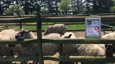 SHEEP ON FARM 3 Video stock 135020116