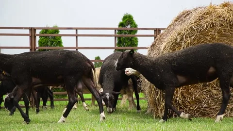 Sheep in a farm of different varieties and ages. 59 94 fps 60 fps Stock Footage 133270372