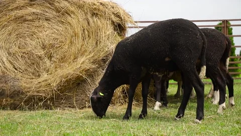 Sheep in a farm of different varieties and ages. 59 94 fps 60 fps Stock Footage 133270876