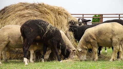 Sheep in a farm of different varieties and ages. 59 94 fps 60 fps Stock Footage 133270878
