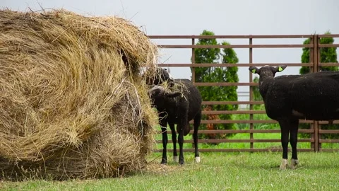 Sheep in a farm of different varieties and ages. 59 94 fps 60 fps Stock Footage 133270879