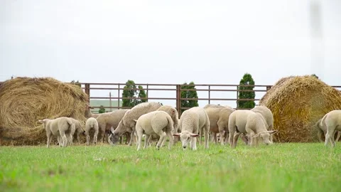 Sheep in a farm of different varieties and ages. 59 94 fps 60 fps Stock Footage 133270882