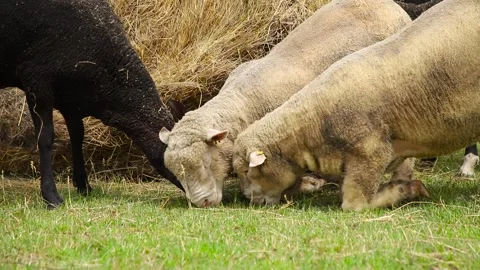 Sheep in a farm of different varieties and ages. 59 94 fps 60 fps Stock Footage 133270883