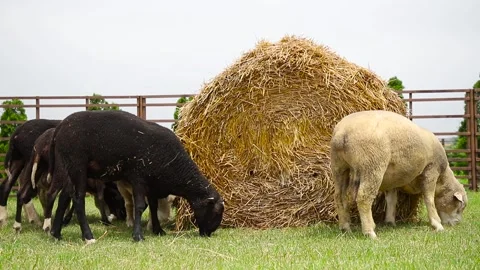 Sheep in a farm of different varieties and ages. 59 94 fps 60 fps Stock Footage 133270887