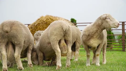 Sheep in a farm of different varieties and ages. 59 94 fps 60 fps Stock Footage 133270894