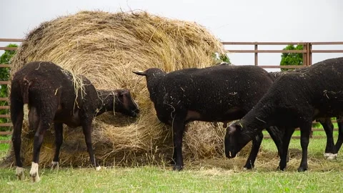 Sheep in a farm of different varieties and ages. 59 94 fps 60 fps Stock Footage 133270896