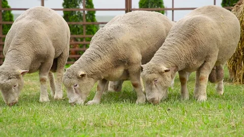 Sheep in a farm of different varieties and ages. 59 94 fps 60 fps Stock Footage 133270898