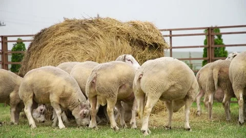 Sheep in a farm of different varieties and ages. 59 94 fps 60 fps Stock Footage 133270938
