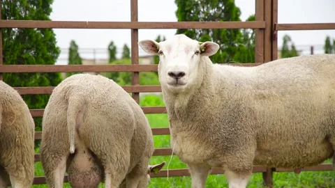 Sheep in a farm of different varieties and ages. 59 94 fps 60 fps Stock Footage 133270945