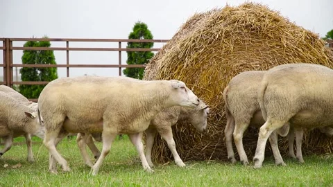 Sheep in a farm of different varieties and ages. 59 94 fps 60 fps Stock Footage 133270948