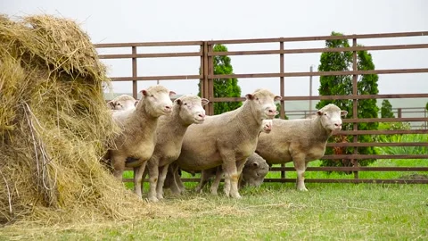 Sheep in a farm of different varieties and ages. 59 94 fps 60 fps Stock Footage 133270950