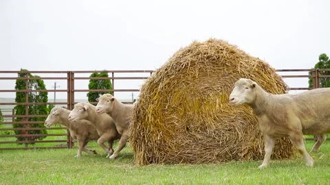 Sheep in a farm of different varieties and ages. 59 94 fps 60 fps Stock Footage 133270956