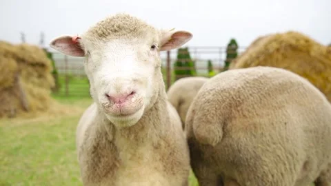 Sheep in a farm of different varieties and ages. 59 94 fps 60 fps Video stock 133270957