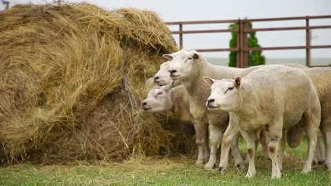 Sheep in a farm of different varieties and ages. 59 94 fps 60 fps Stock Footage 133270959