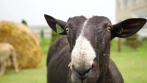 Sheep in a farm of different varieties and ages. 59 94 fps 60 fps Stock Footage 133270970