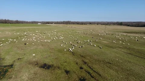 Sheep farm drone Stock Footage 101122282