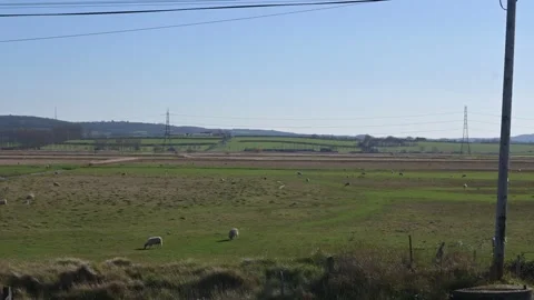Sheep farm field with two passing trains in the distance Stock Footage 330979863