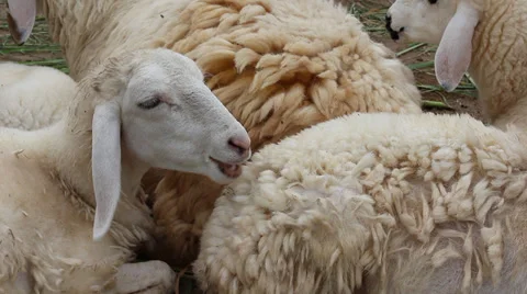 Sheep in the farm Stock Footage 27314339