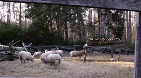 Sheep on a farm Stock Footage 52063581