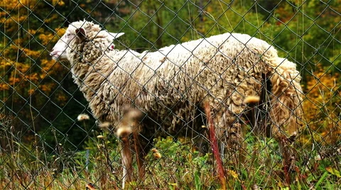 Sheep at Farm Stock Footage 56197022