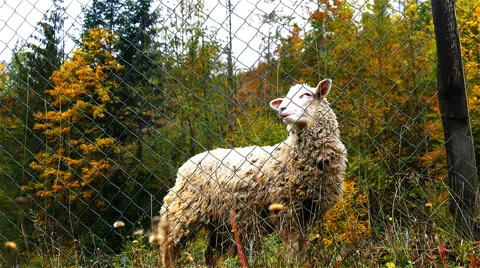 Sheep at Farm Stock Footage 56197144