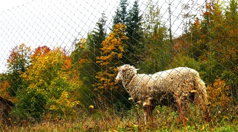 Sheep at Farm Stock Footage 56198110