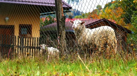 Sheep at Farm Stock Footage 56198188