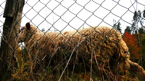 Sheep at Farm Stock Footage 56198317