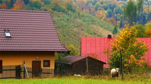 Sheep at Farm Stock Footage 56199263
