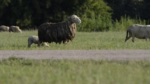 Sheep in the farm. Stock-Footage 81688025