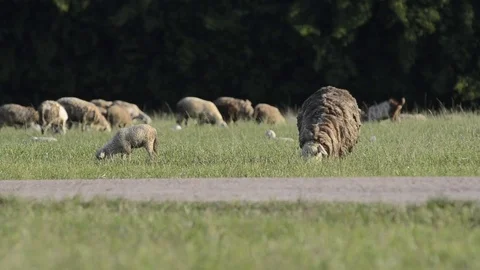 Sheep in the farm. 스톡 동영상 81688026
