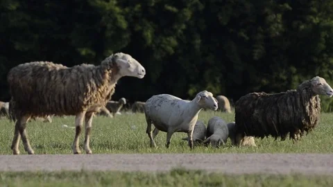 Sheep in the farm. Video stock 81688034