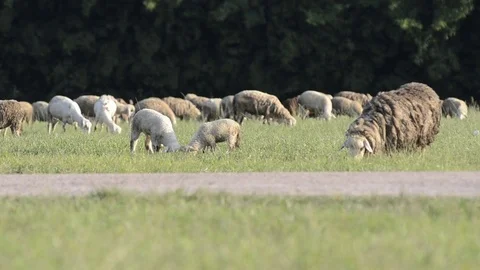 Sheep in the farm. 스톡 동영상 81688053