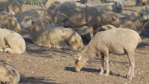 Sheep on the farm Video stock 85443732