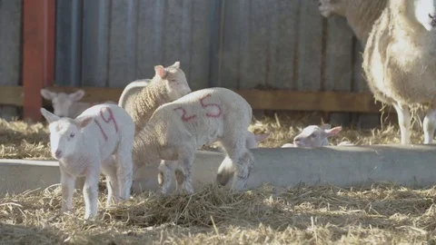 Sheep on a farm Stock Footage 98698251