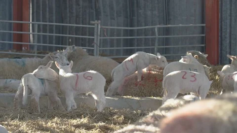 Sheep on a farm Stock Footage 98698377