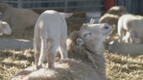 Sheep on a farm Stock Footage 98698469