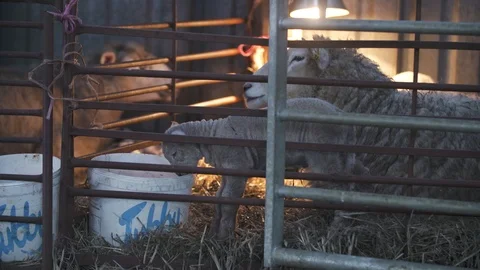 Sheep on a farm Stock Footage 98698956