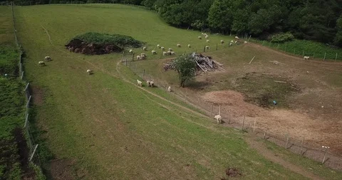 Sheep Farm Stock-Footage 109075088