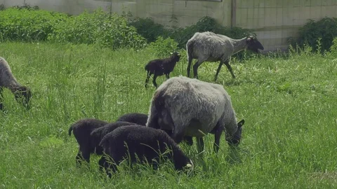 Sheep farm. Stock Footage 123979576