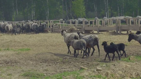 Sheep farm. Stock Footage 124004349