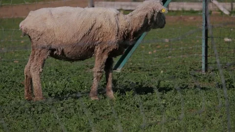 Sheep On A Farm Video stock 139885625