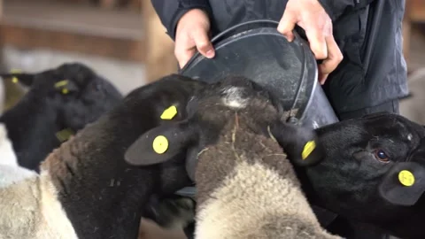 Sheep in a farm Stock Footage 167563255