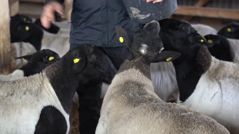 Sheep in farm Stock Footage 167563281