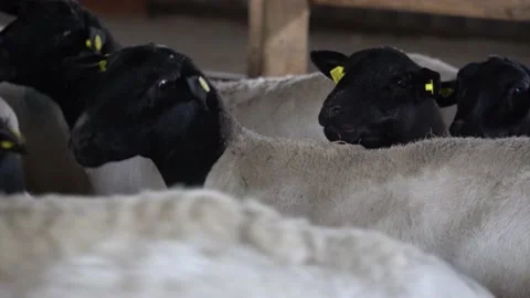 Sheep in a farm Stock Footage 167563309