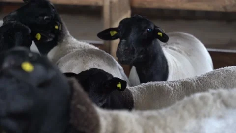 Sheep in a farm Stock Footage 167563357