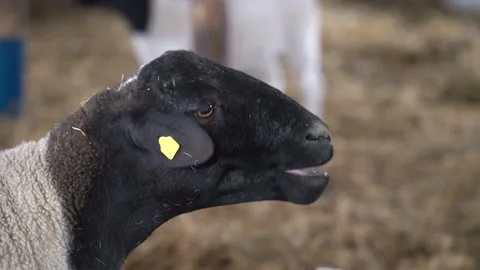 Sheep in a farm Stock Footage 167563364