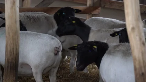 Sheep in a farm Stock Footage 167563411