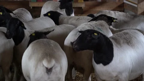 Sheep in a farm Stock Footage 167563420