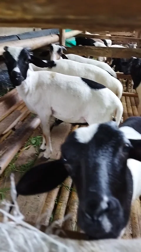 Sheep farm Stock Footage 205863873